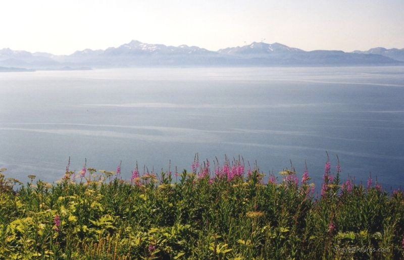 homer flower flowers ocean